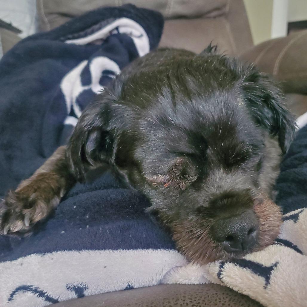 Nena, Adoptable, Senior Female Shih Tzu & Mixed Breed.