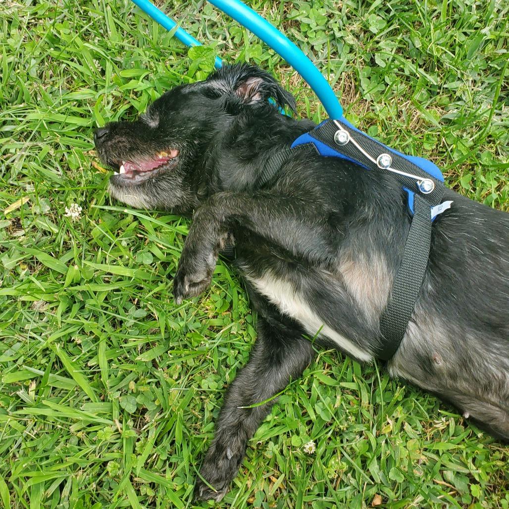 Nena, a Adoptable mixed breed in York, PA image 2/6