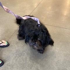 Nena, a Adoptable mixed breed in York, PA image 5/6
