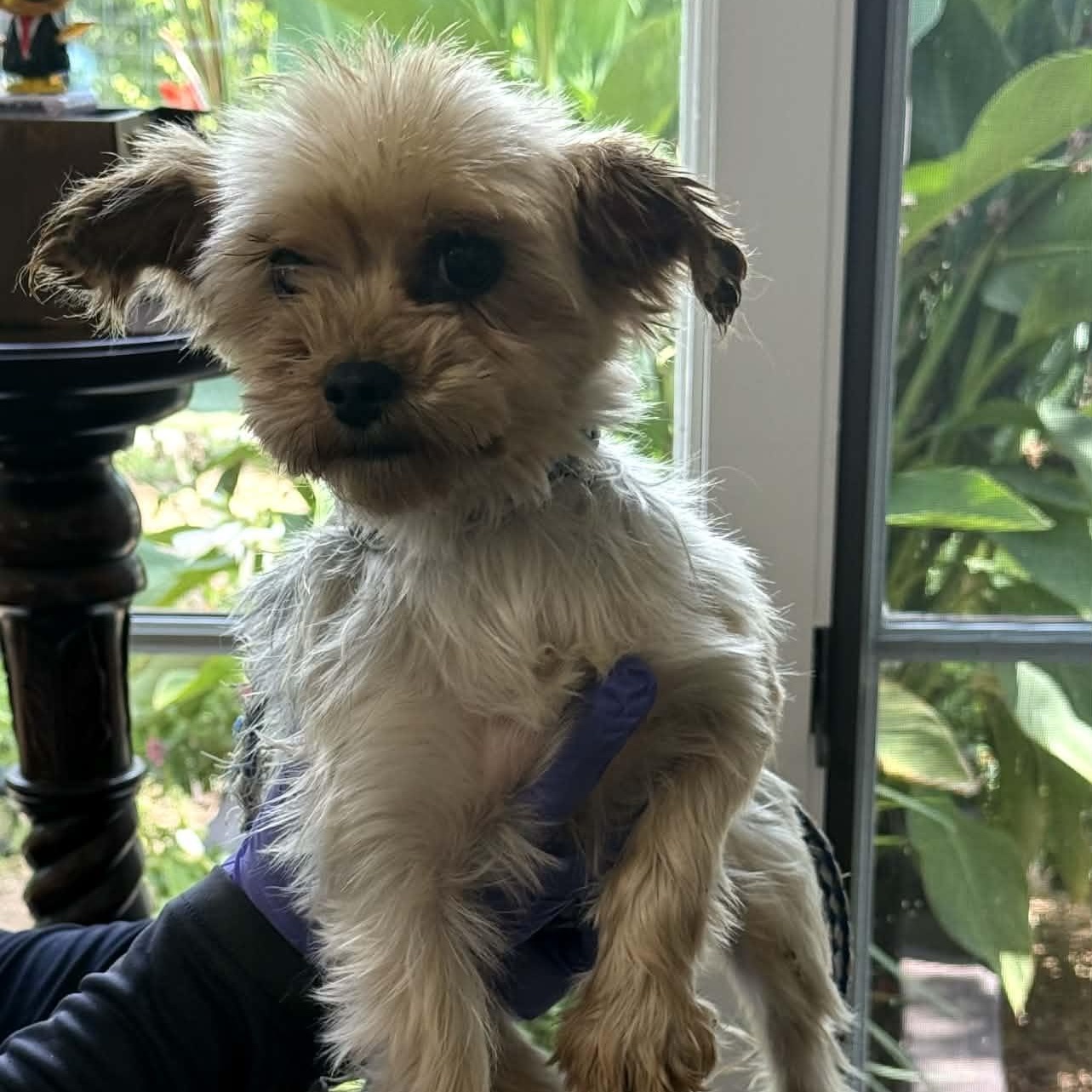 Pippa, adopted, Adult Female Yorkshire Terrier.