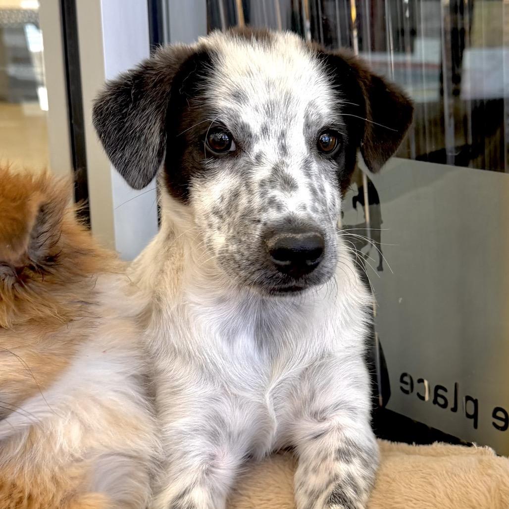 Digimon, Adoptable, Puppy Male Mixed Breed.