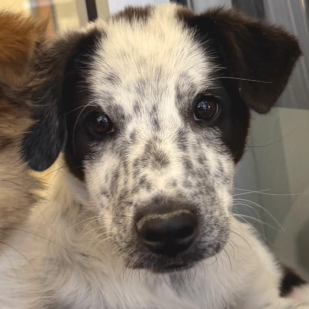 Digimon, a Adoptable Mixed Breed in Park City, UT image 3/6