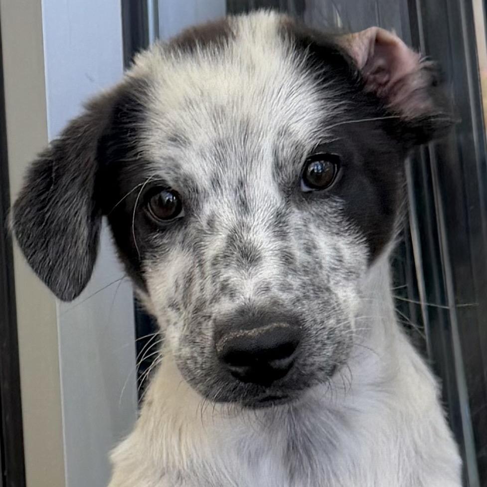 Digimon, a Adoptable Mixed Breed in Park City, UT image 4/6