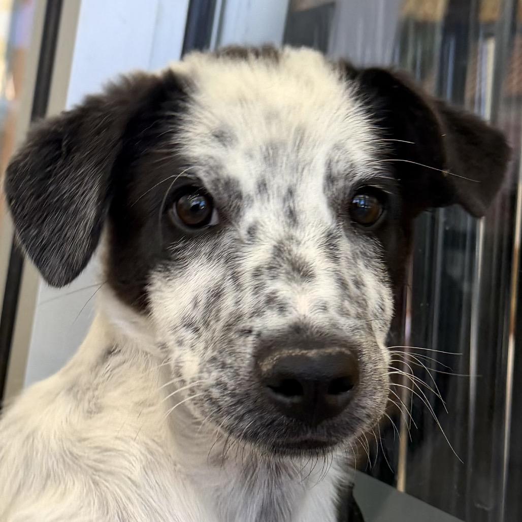 Digimon, a Adoptable Mixed Breed in Park City, UT image 6/6