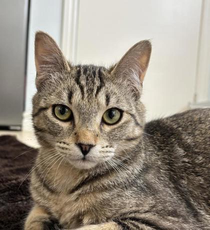 Enlarge Silver, a Adoptable mixed breed in Erin, ON image 1/2