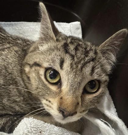 Silver, a Adoptable mixed breed in Erin, ON image 1/2