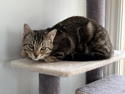 Silver, Adoptable, Young Male Domestic Short Hair & Domestic Short Hair.