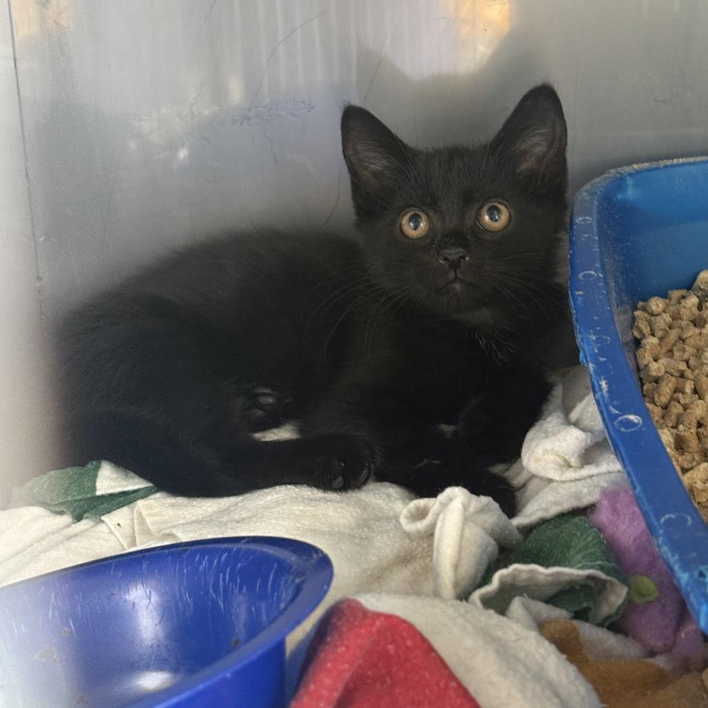 Harpurr, Adoptable, Kitten Female Domestic Short Hair.