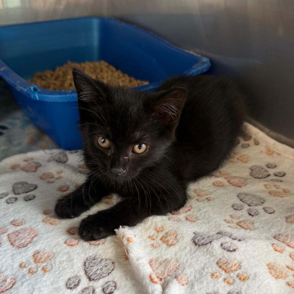 Enlarge Harpurr, a Adoptable Domestic Short Hair in PITTSBURGH, PA image 2/2
