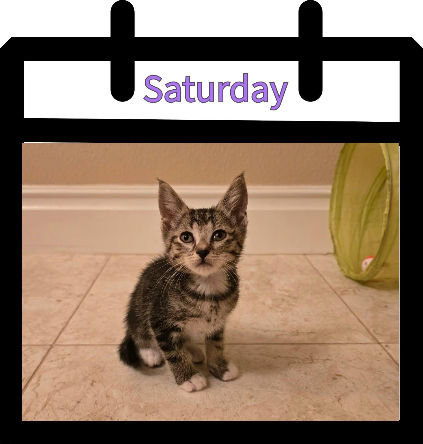 Enlarge Saturday, a Adoptable Domestic Short Hair in Newberg, OR image 1/1