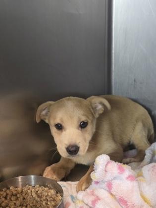 Enlarge Crumb, a Adoptable mixed breed in Moses Lake, WA image 1/1