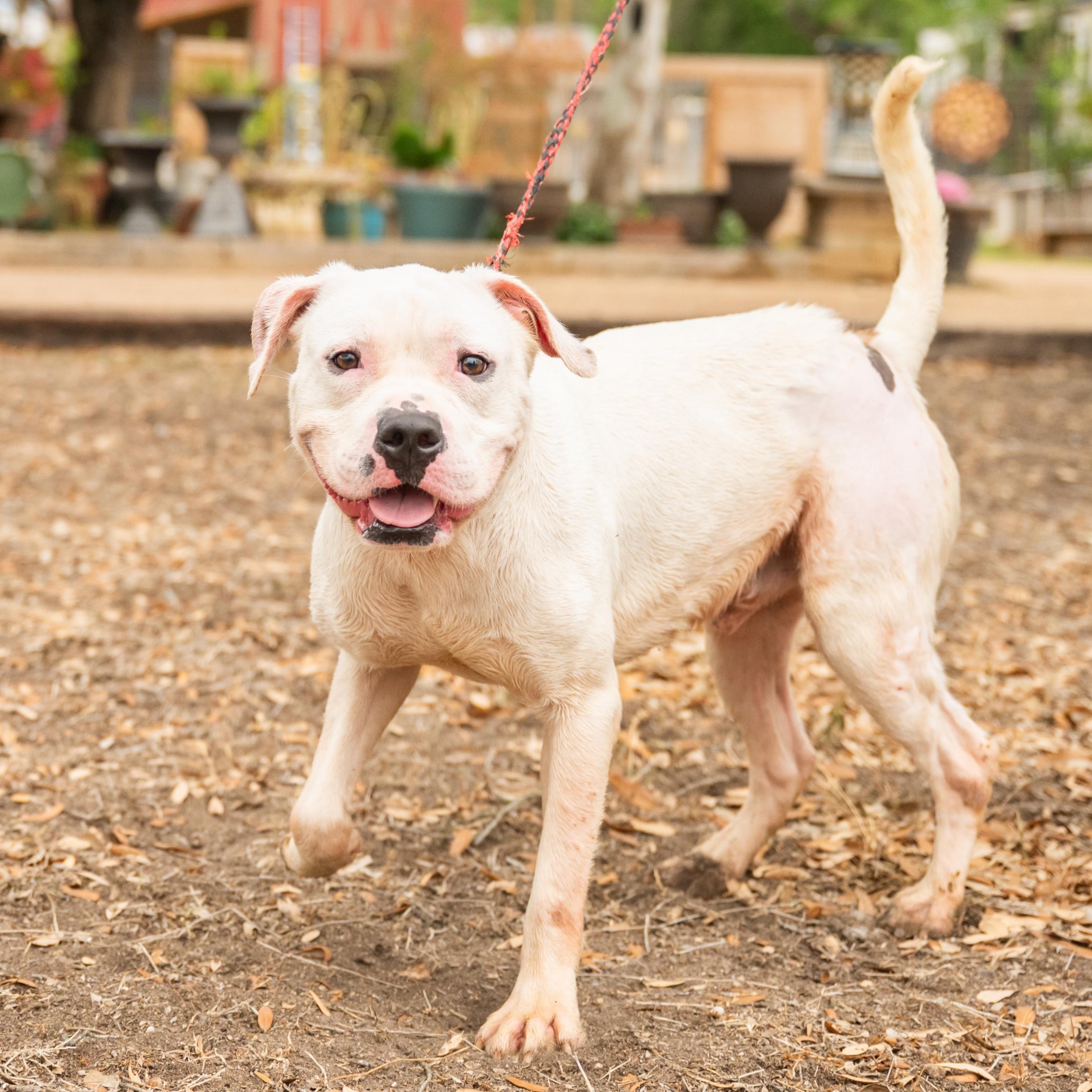 Ghidro, ADOPTABLE, Adult Male Labrador Retriever.