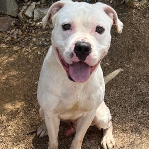 Ghidro, a ADOPTABLE mixed breed in Williston, VT image 2/5