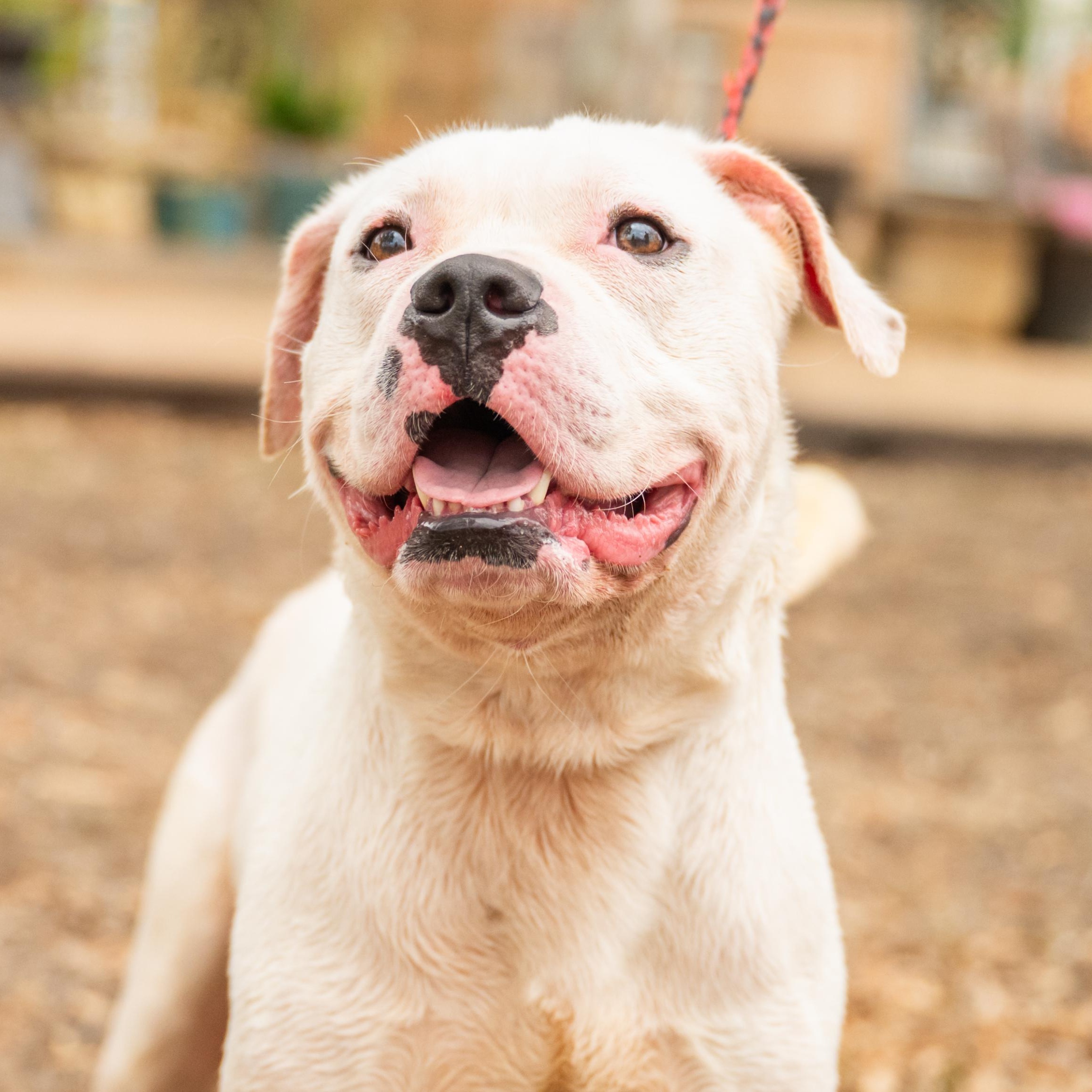 Ghidro, a ADOPTABLE mixed breed in Williston, VT image 3/5