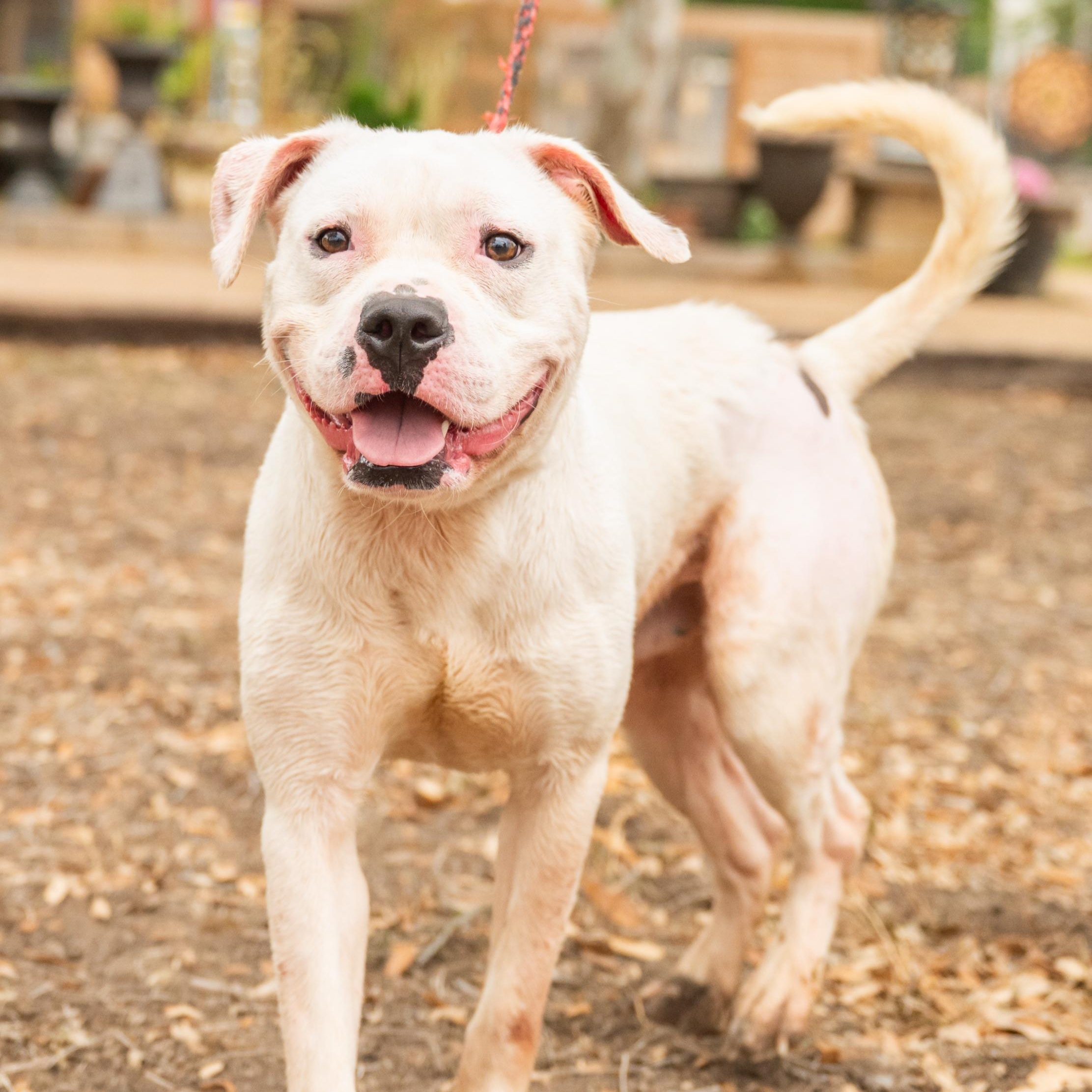 Ghidro, a ADOPTABLE mixed breed in Williston, VT image 5/5