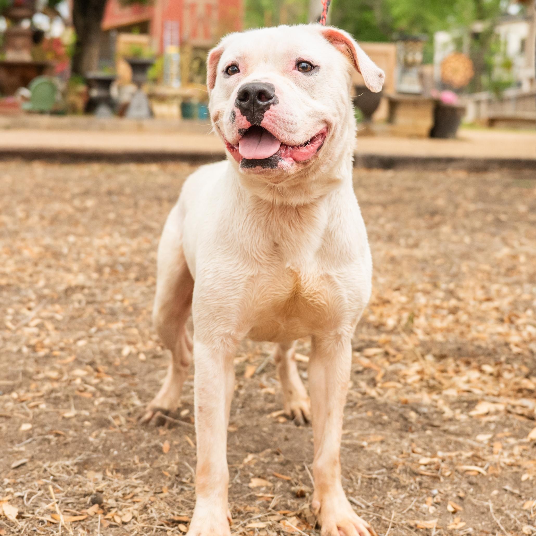 Ghidro, a ADOPTABLE mixed breed in Williston, VT image 4/5