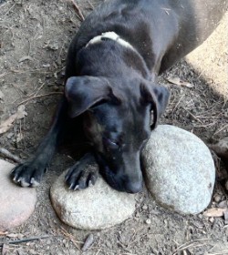 Violet, a Adoptable Catahoula Leopard Dog in Centerton, AR image 6/6