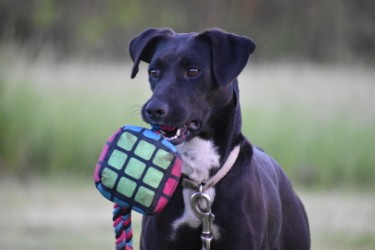 Violet, a Adoptable Catahoula Leopard Dog in Centerton, AR image 5/6