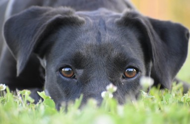 Violet, a Adoptable Catahoula Leopard Dog in Centerton, AR image 2/6