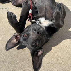 Violet, a Adoptable Catahoula Leopard Dog in Centerton, AR image 3/6