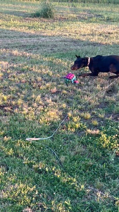 Enlarge Violet, a Adoptable Catahoula Leopard Dog in Centerton, AR video 4/6