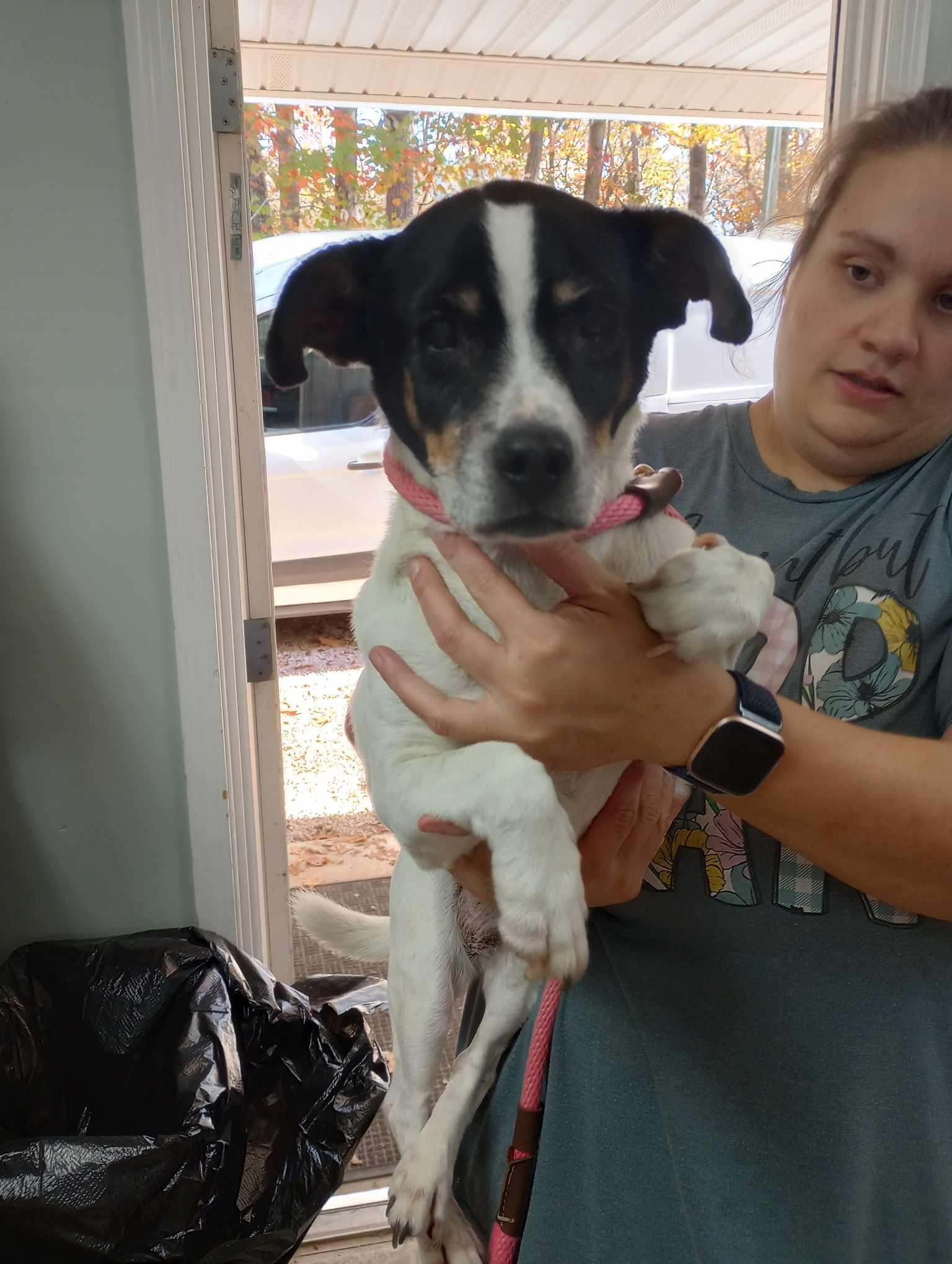 Silas, Adoptable, Senior Male Jack Russell Terrier & Beagle.