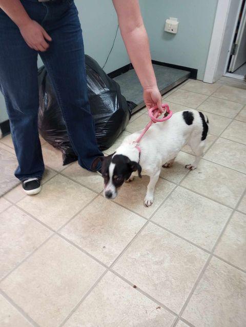 Enlarge Silas, a Adoptable mixed breed in Frenchburg, KY image 2/2