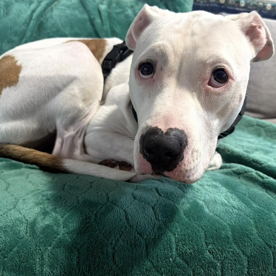 Enlarge Patches, a Adoptable American Staffordshire Terrier in Marina del Rey, CA image 2/6