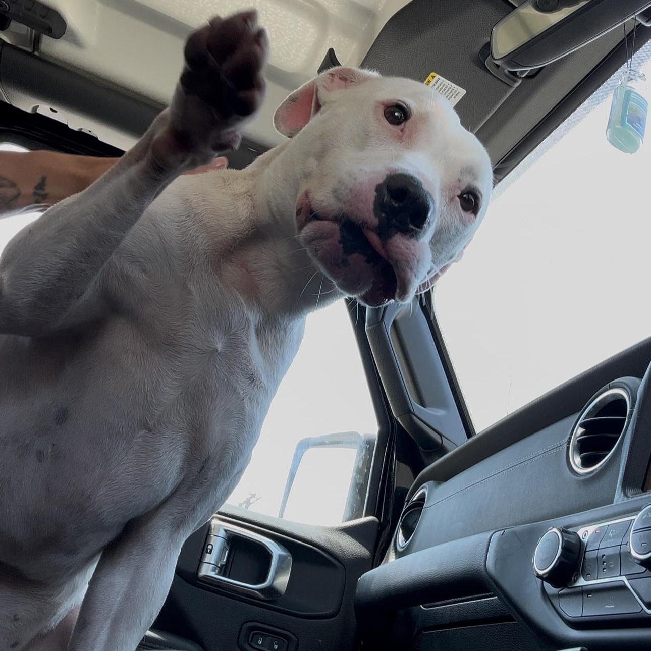 Patches, Adoptable, Young Female American Staffordshire Terrier.