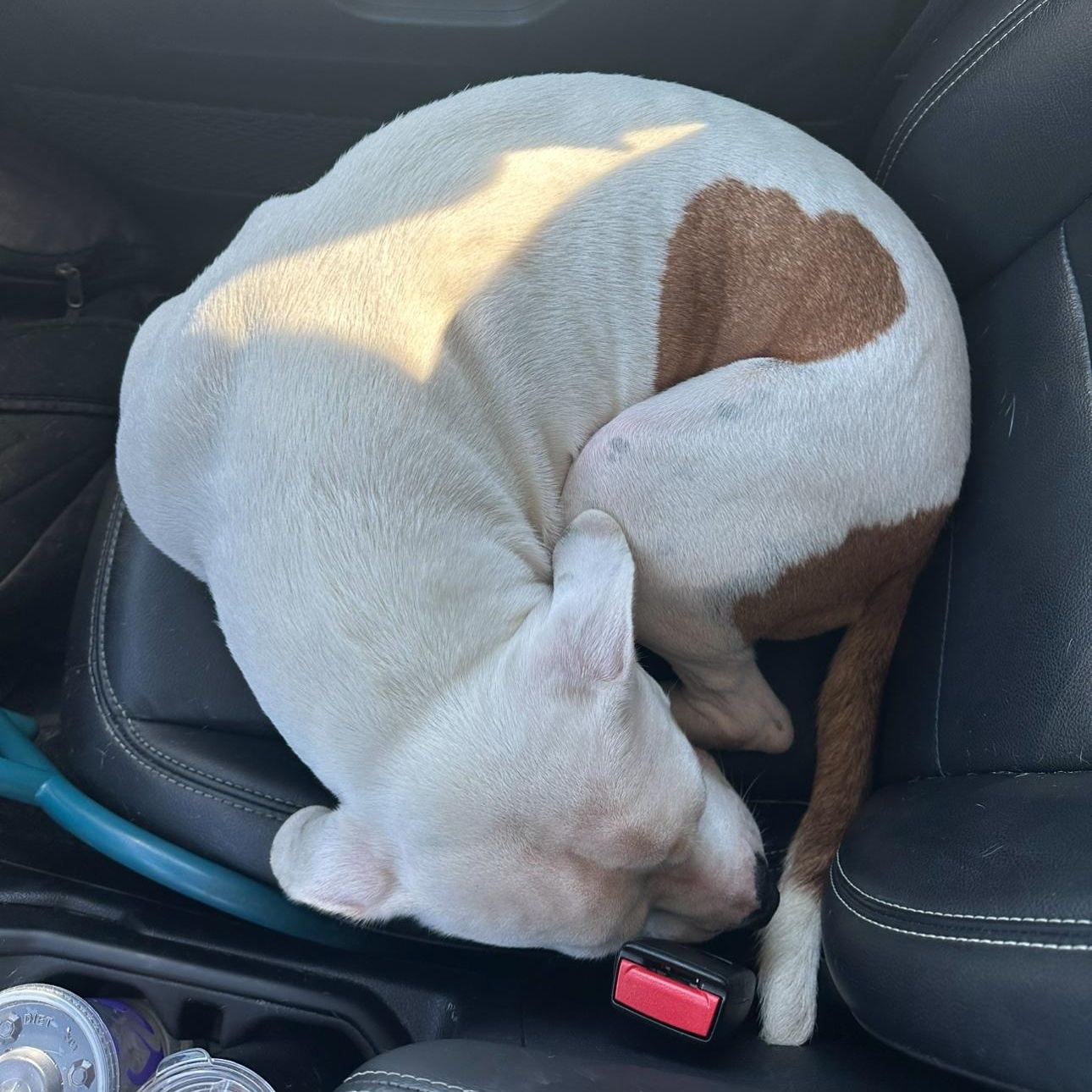 Enlarge Patches, a Adoptable American Staffordshire Terrier in Marina del Rey, CA image 2/5