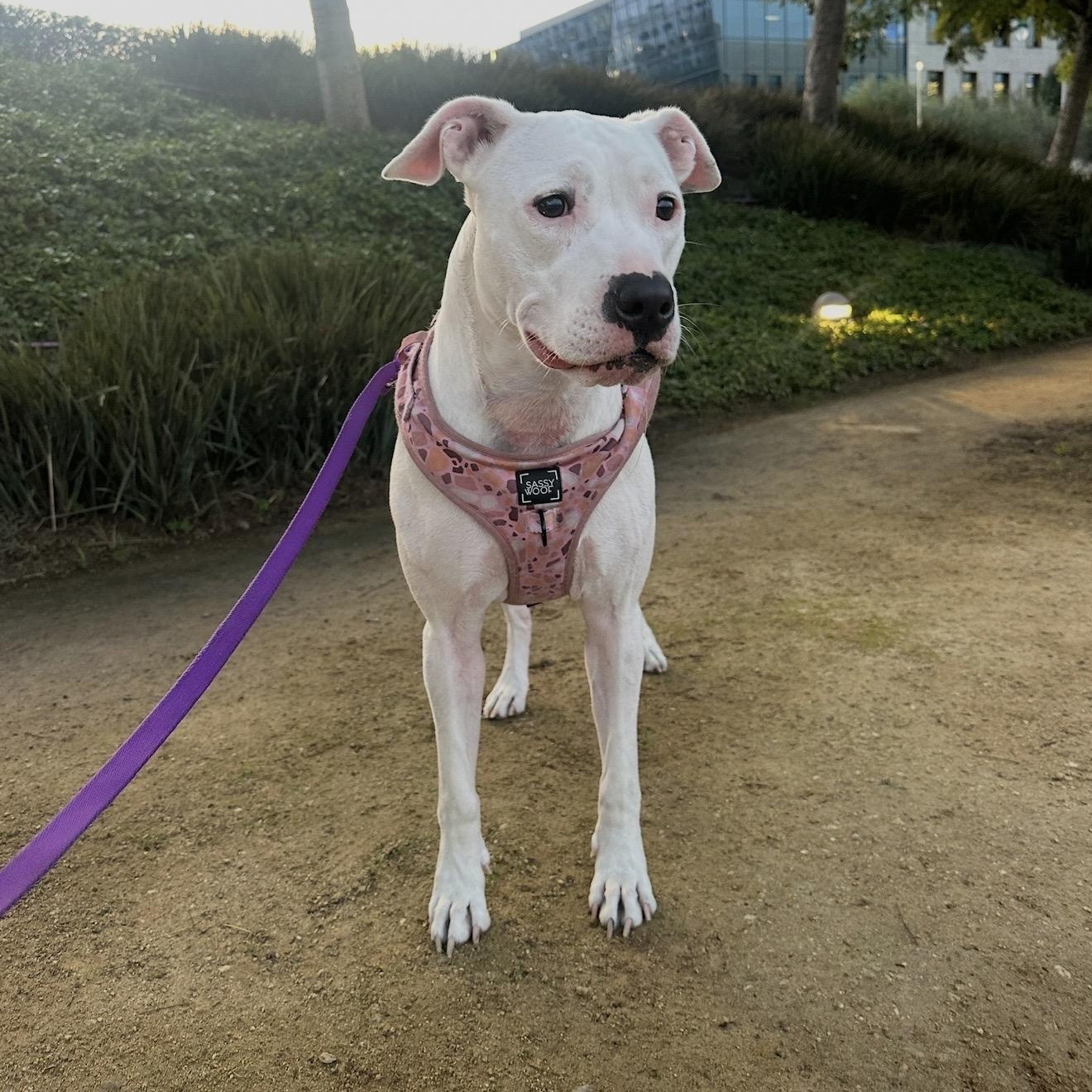 Enlarge Patches, a Adoptable American Staffordshire Terrier in Marina del Rey, CA image 3/6