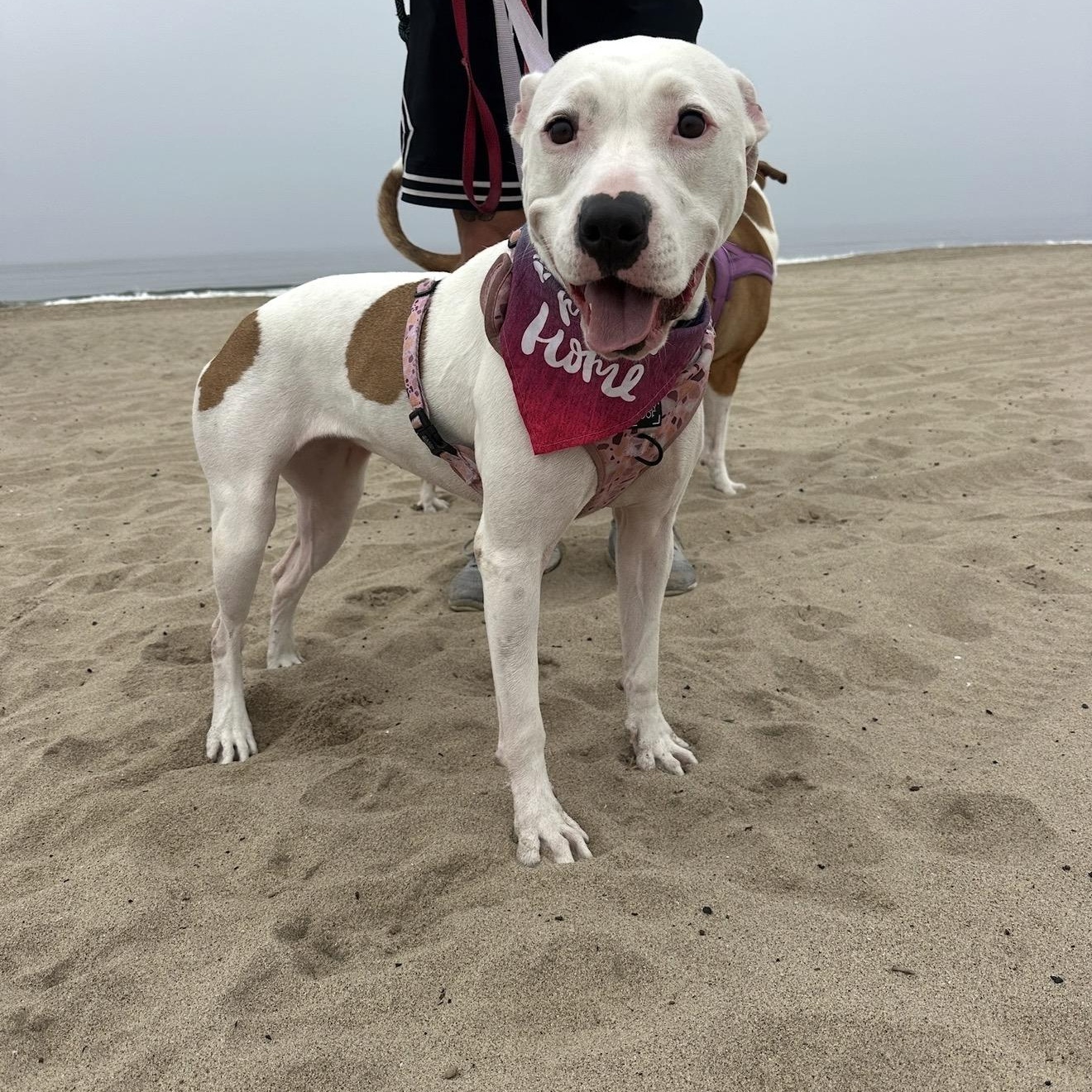 Patches, Adoptable, Young Female American Staffordshire Terrier.