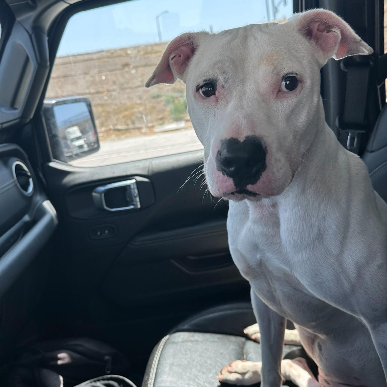 Enlarge Patches, a Adoptable American Staffordshire Terrier in Marina del Rey, CA image 3/5