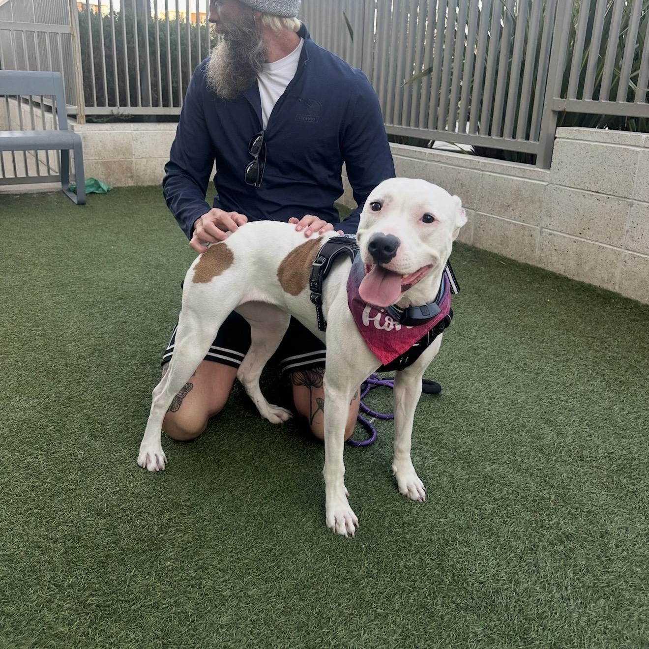 Enlarge Patches, a Adoptable American Staffordshire Terrier in Marina del Rey, CA image 4/6