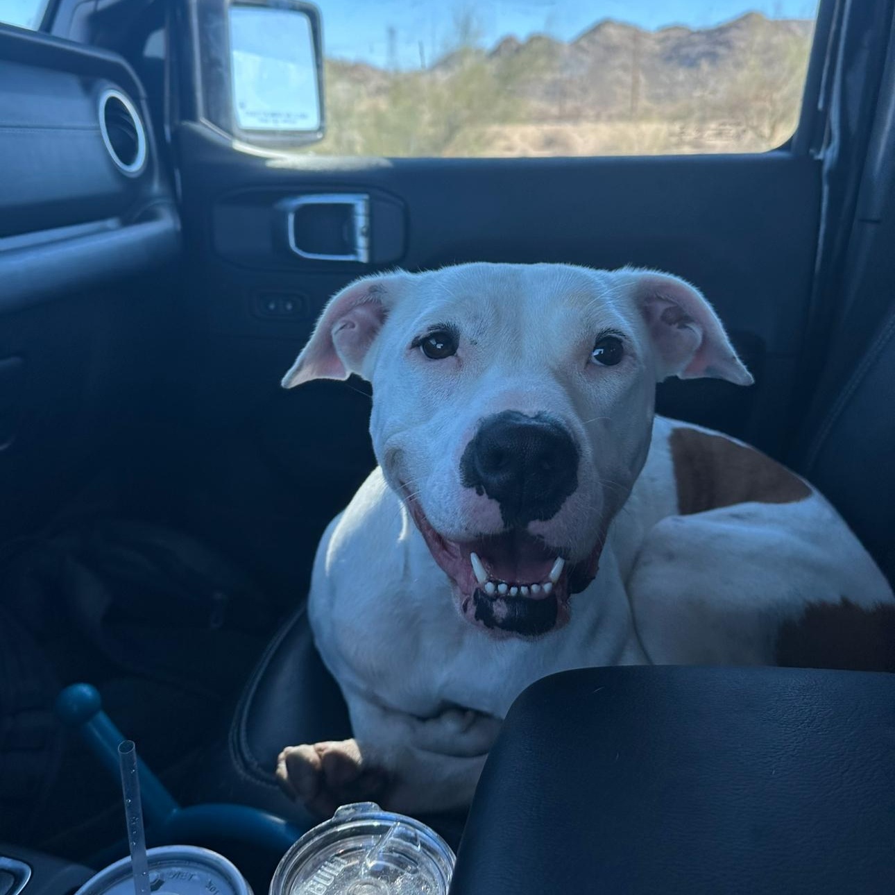 Enlarge Patches, a Adoptable American Staffordshire Terrier in Marina del Rey, CA image 4/5