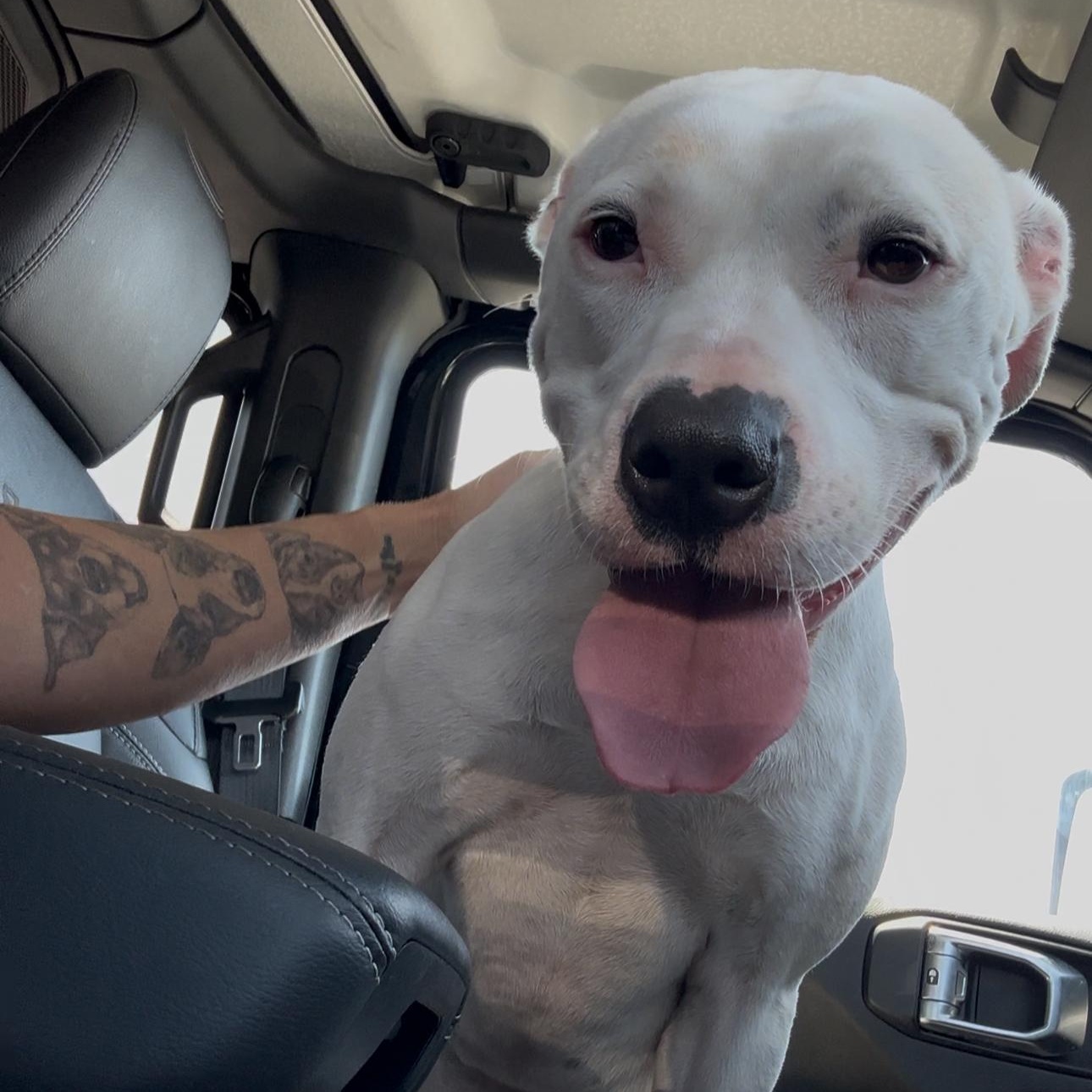 Enlarge Patches, a Adoptable American Staffordshire Terrier in Marina del Rey, CA image 5/5