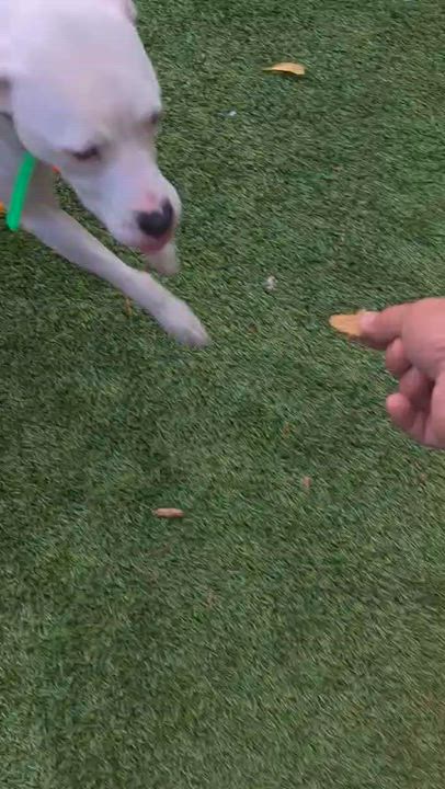 Enlarge Patches, a Adoptable American Staffordshire Terrier in Marina del Rey, CA video 6/6