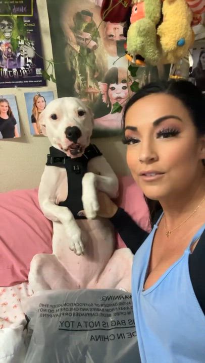 Enlarge Patches, a Adoptable American Staffordshire Terrier in Marina del Rey, CA video 5/6