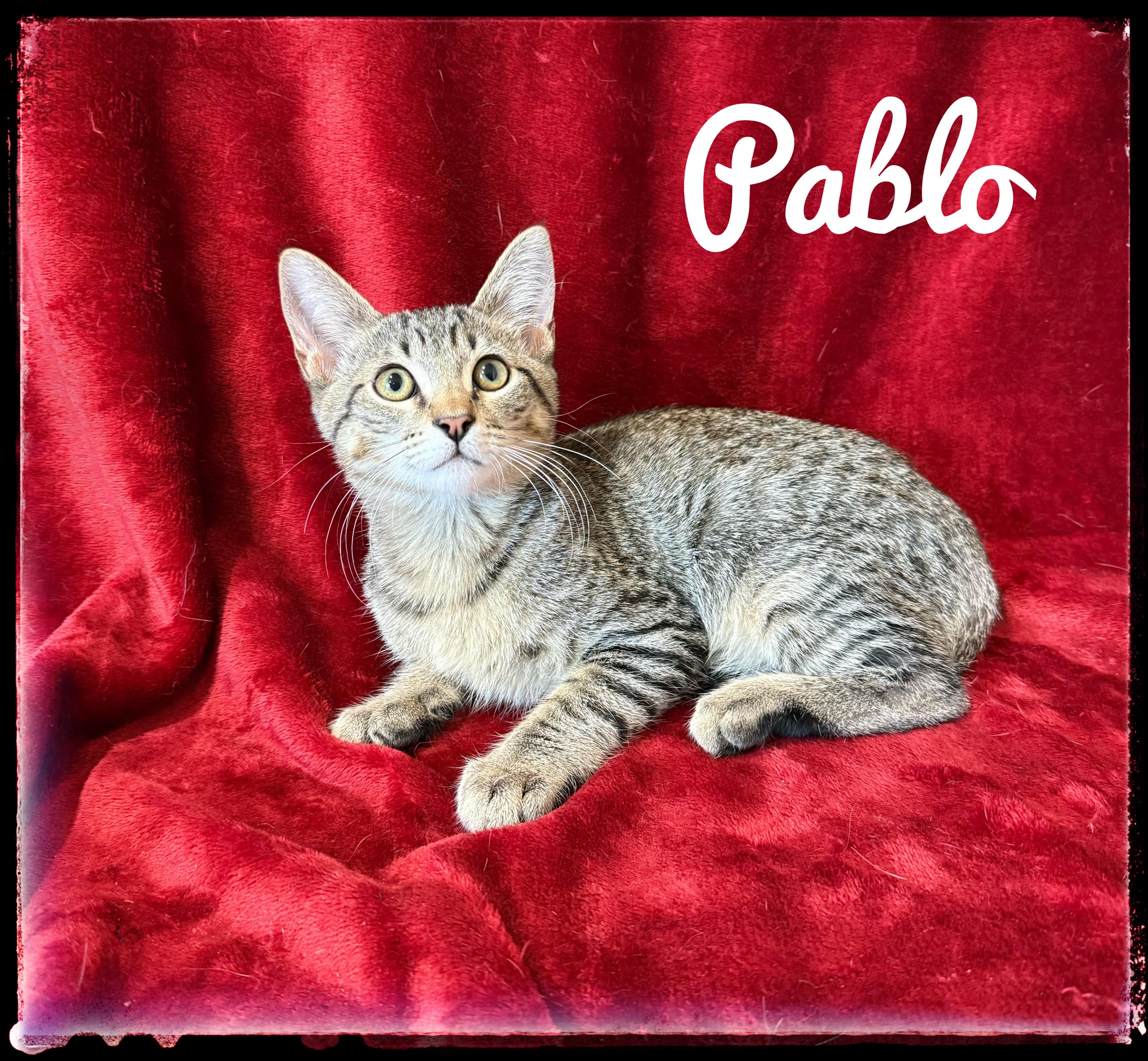 Enlarge Pablo, a Adoptable Domestic Short Hair in El Cajon, CA image 1/1