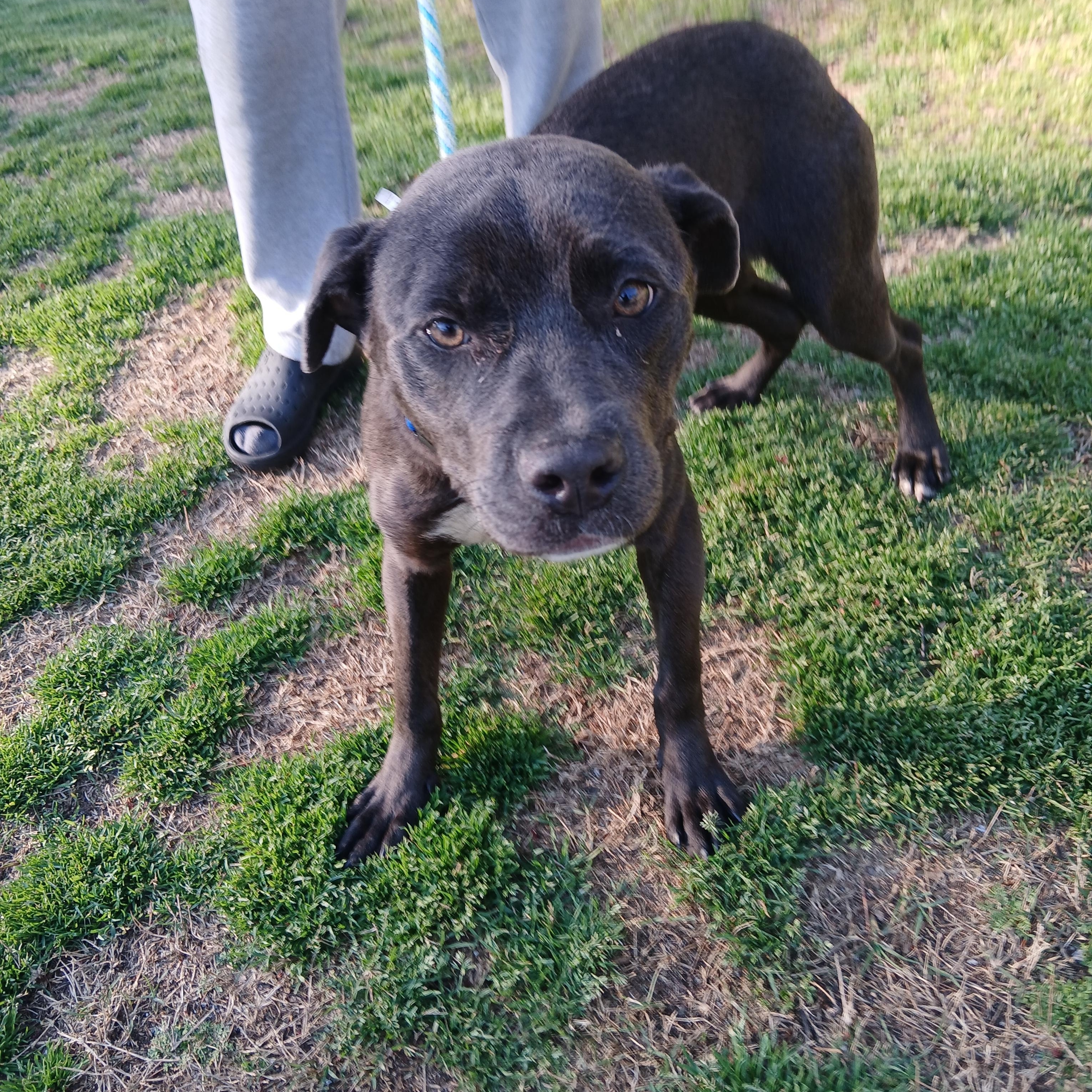 Barcelona, a Adoptable mixed breed in Smyrna, GA image 2/2