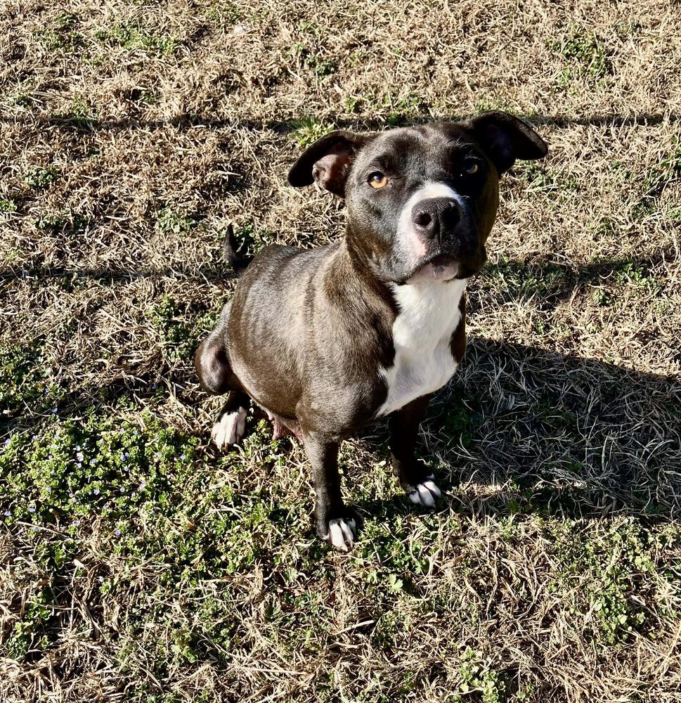Bean, Adoptable, Adult Female American Bully.