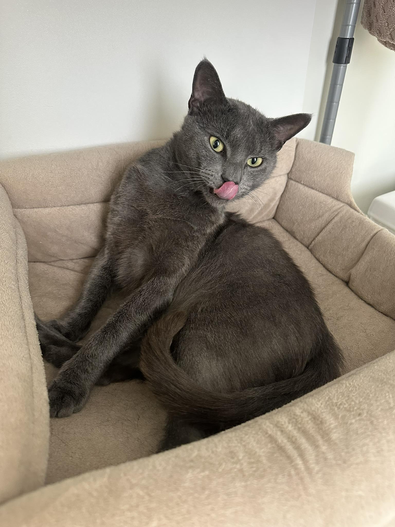 Enlarge Igor, a Adoptable Domestic Short Hair in Branford, CT image 5/6
