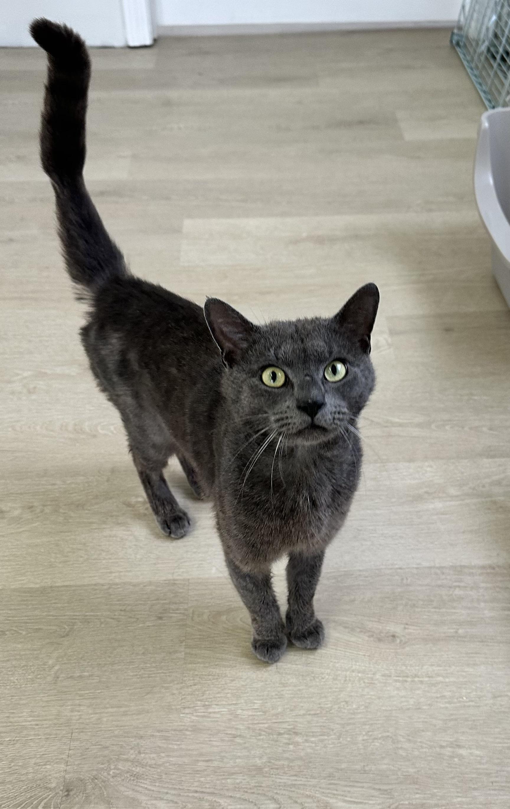 Igor, Adoptable, Adult Male Domestic Short Hair.