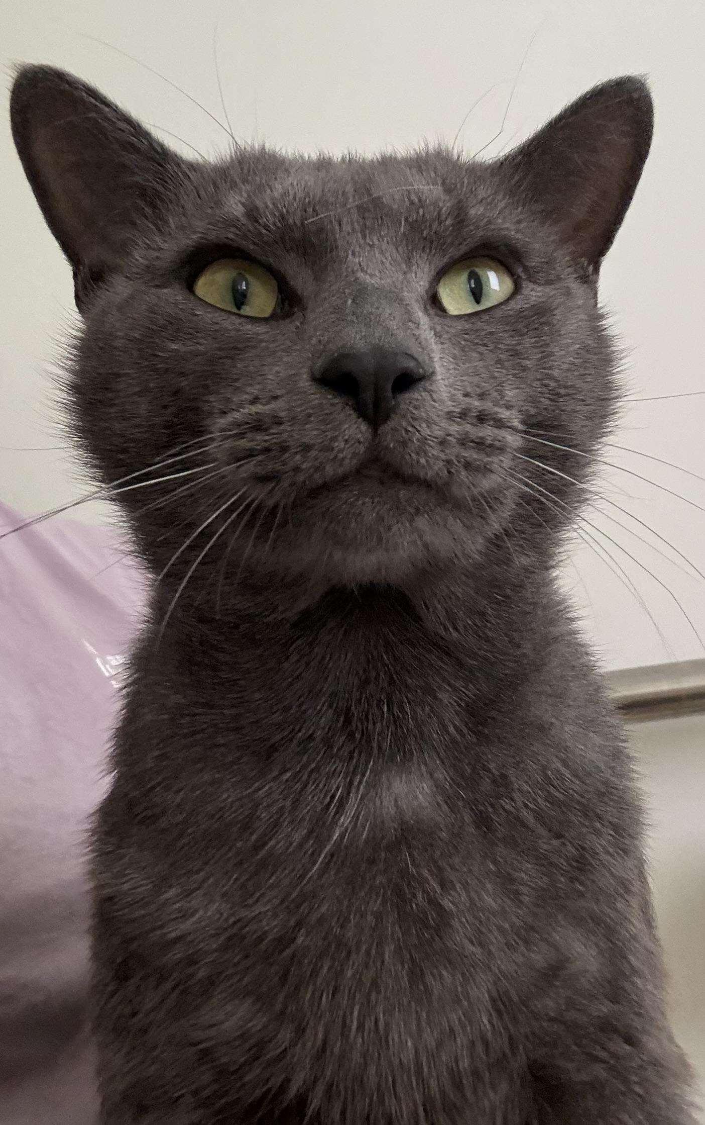 Enlarge Igor, a Adoptable Domestic Short Hair in Branford, CT image 4/6