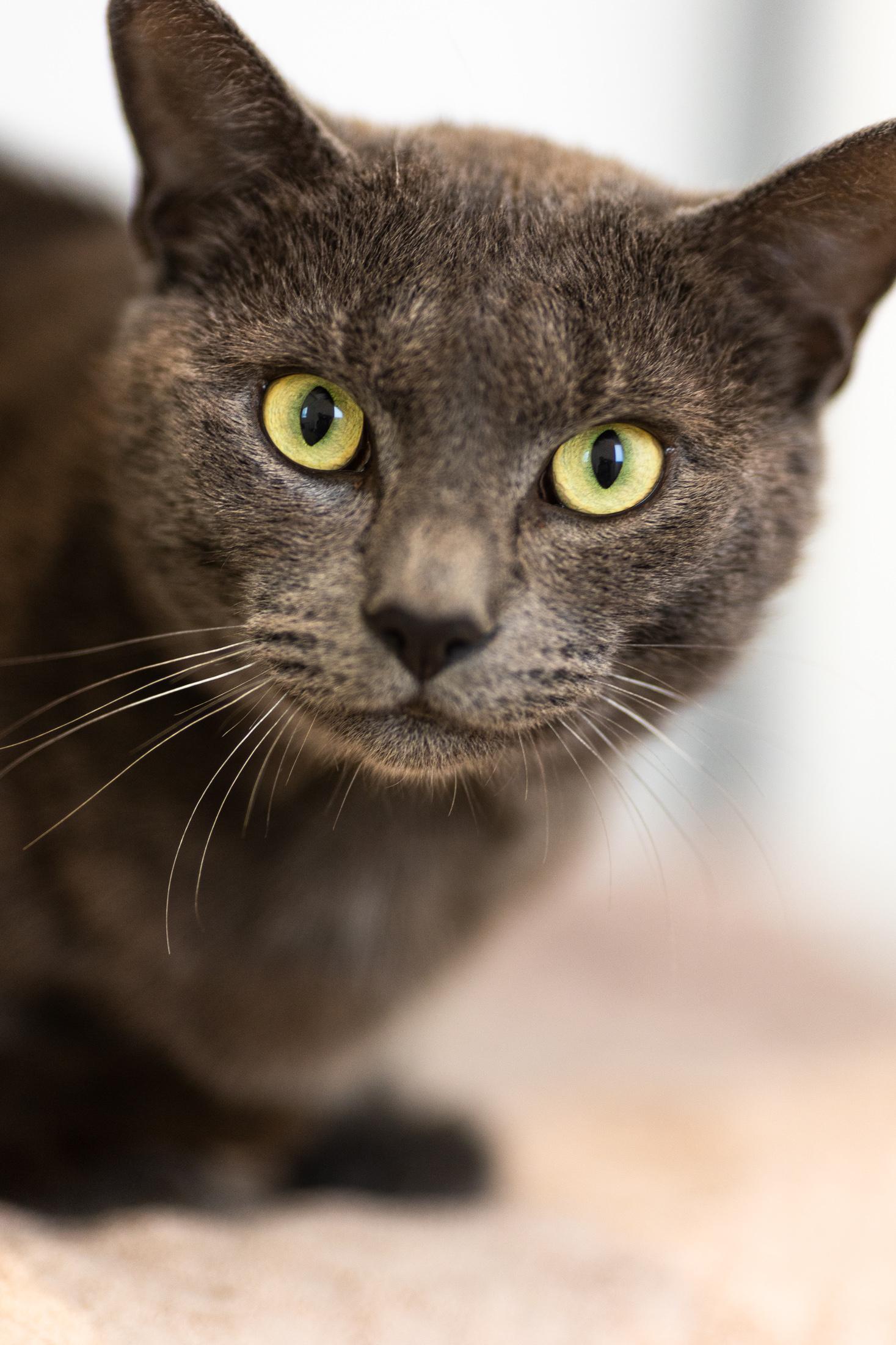 Igor, a Adoptable Domestic Short Hair in Branford, CT image 1/4