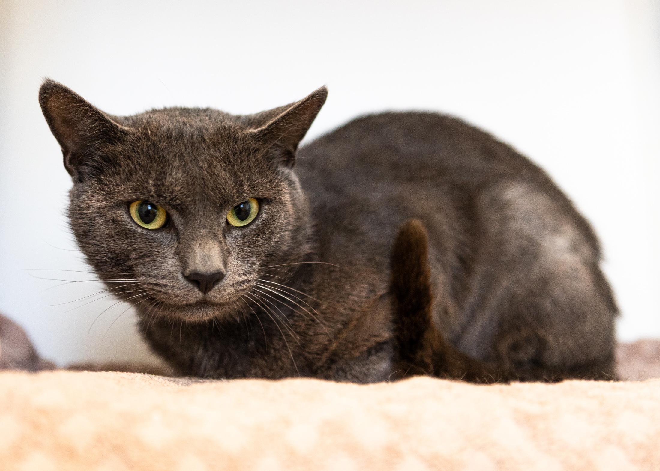 Igor, a Adoptable Domestic Short Hair in Branford, CT image 4/4
