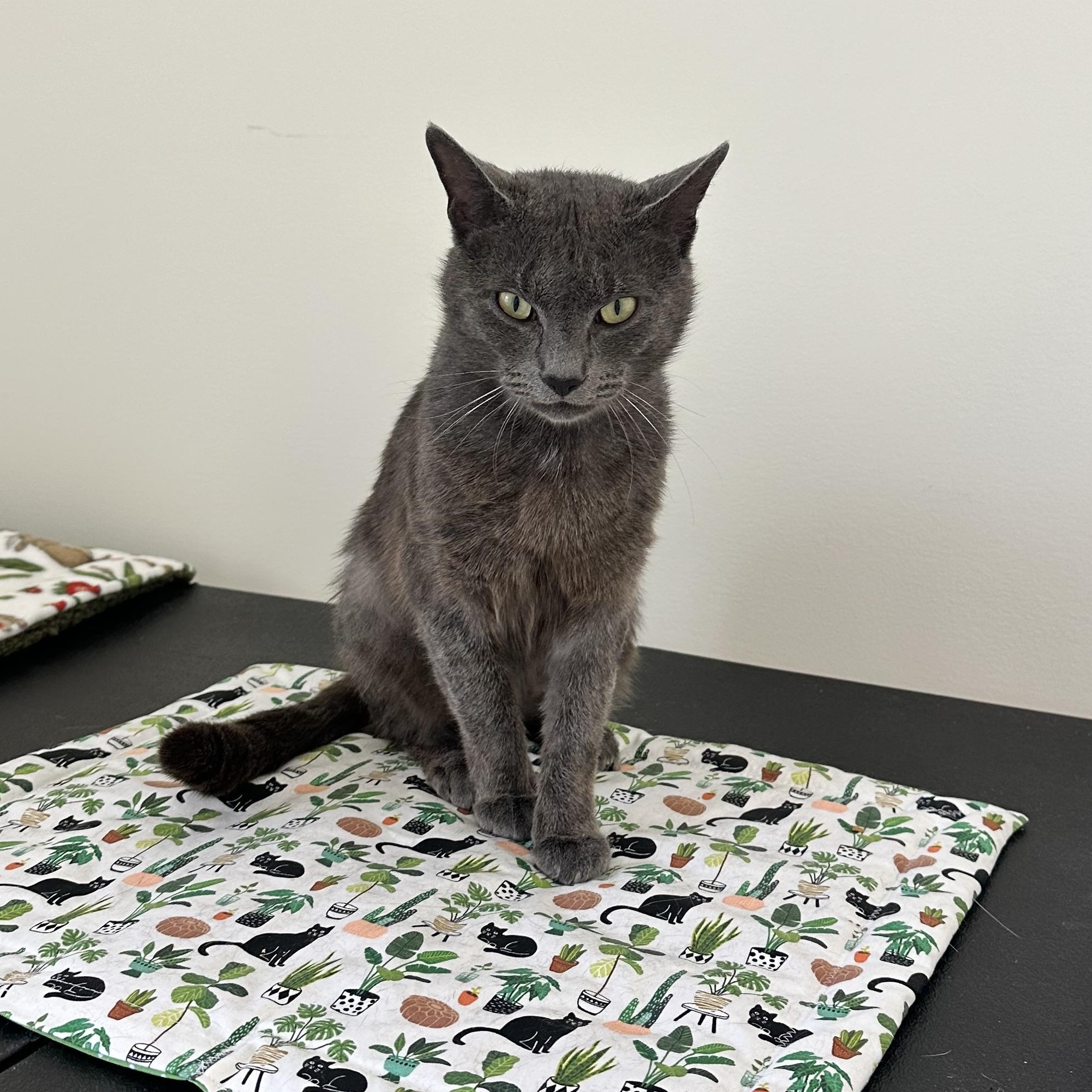 Enlarge Igor, a Adoptable Domestic Short Hair in Branford, CT image 2/2