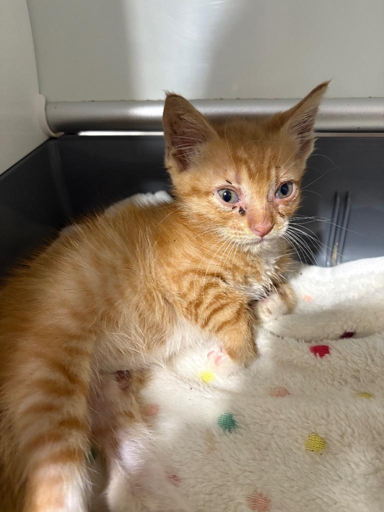 Rusty, a Adoptable mixed breed in Corpus Christi, TX image 1/6