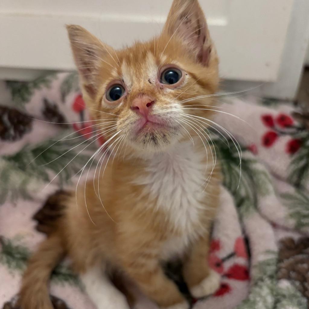 Rusty, a Adoptable mixed breed in Corpus Christi, TX image 2/6