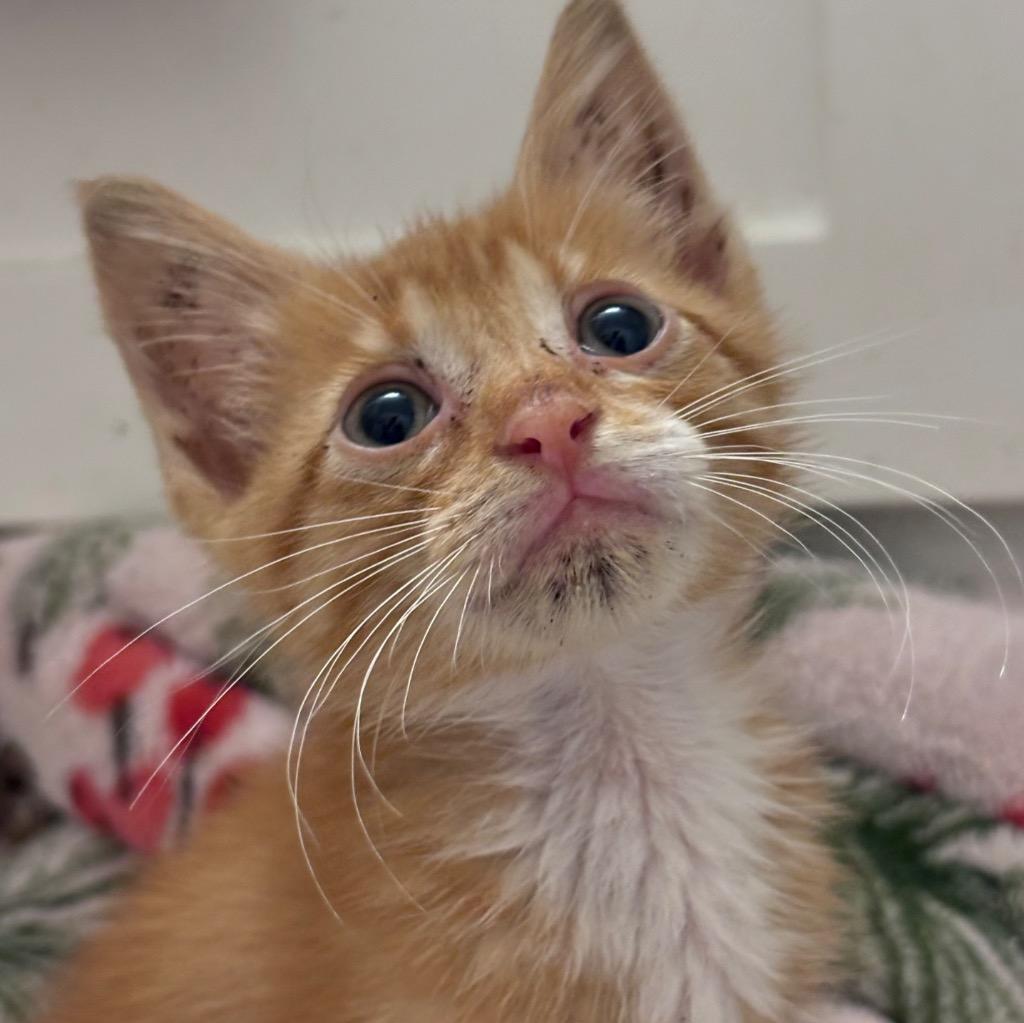 Rusty, a Adoptable mixed breed in Corpus Christi, TX image 3/6